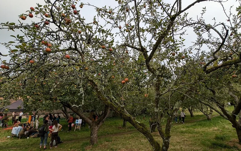 Contratti Stagionali in Agricoltura: normativa e gestione dei dipendenti